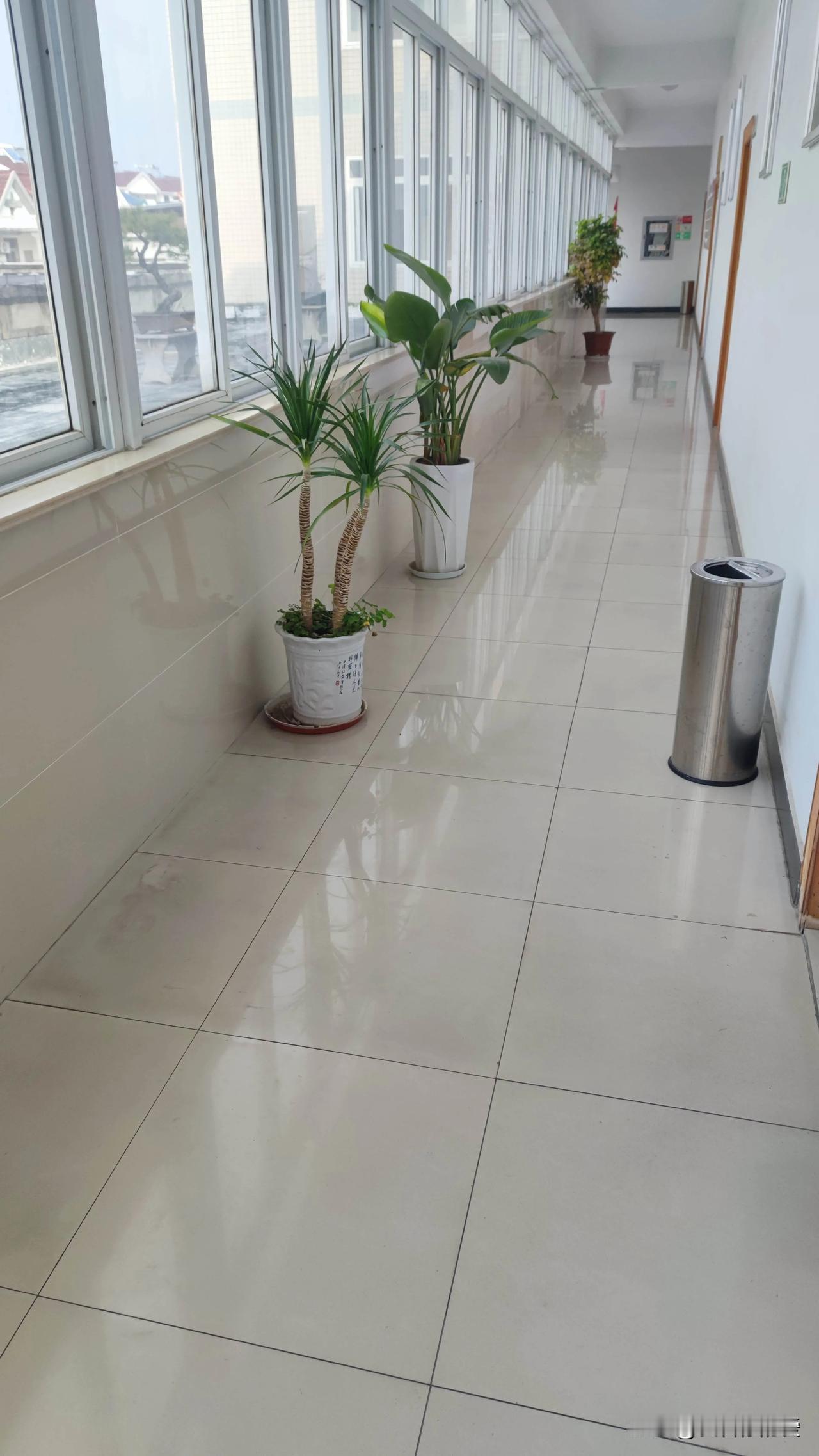 我对养绿植简直痴迷，家里都快变成小森林了。千年木便是我的心头爱之一。它寓意极佳，