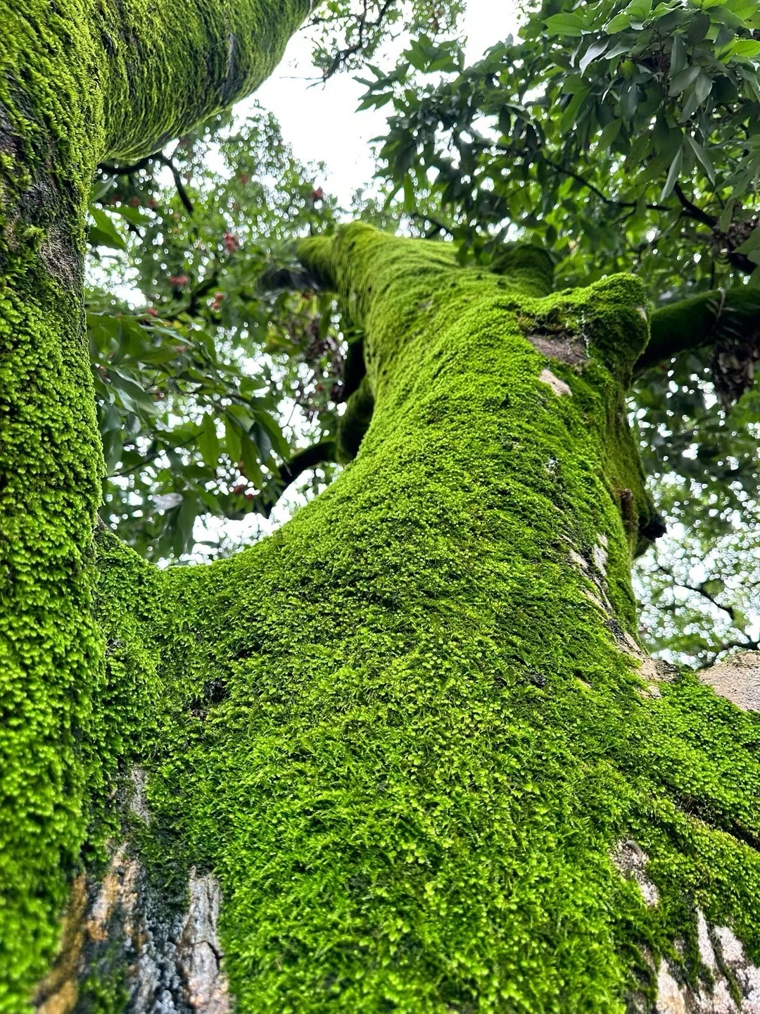 古厝老树红荔满枝，一院烟火藏尽岁月温柔 