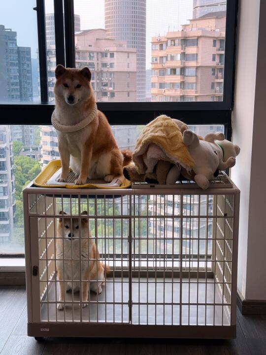 当你大扫除后，忘记解放狗子🐶