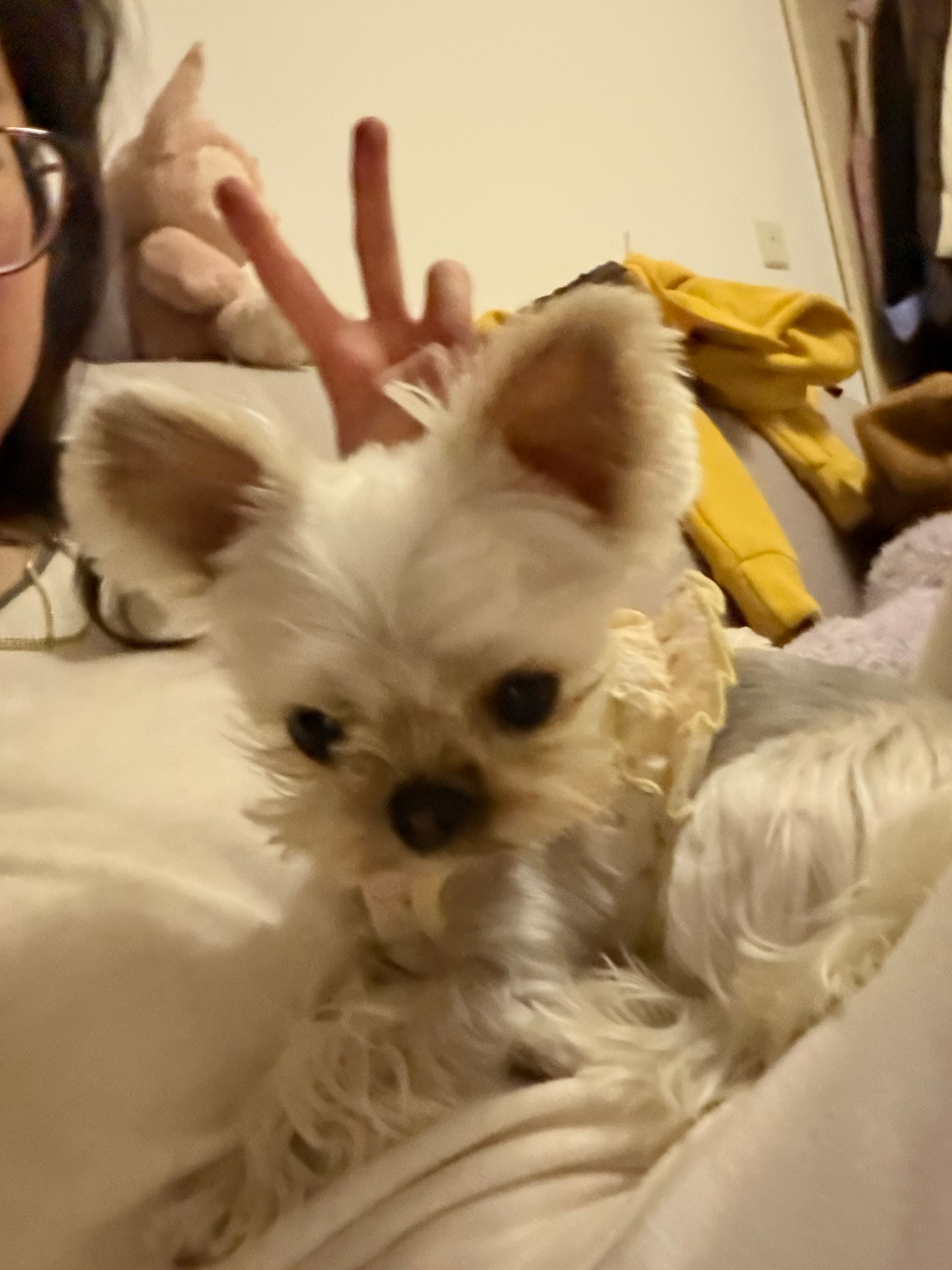 莲花狗粮好长肉啊！扎扎之前太瘦了，听朋友的推荐换了连莲花狗粮，加上我每天给他做鲜