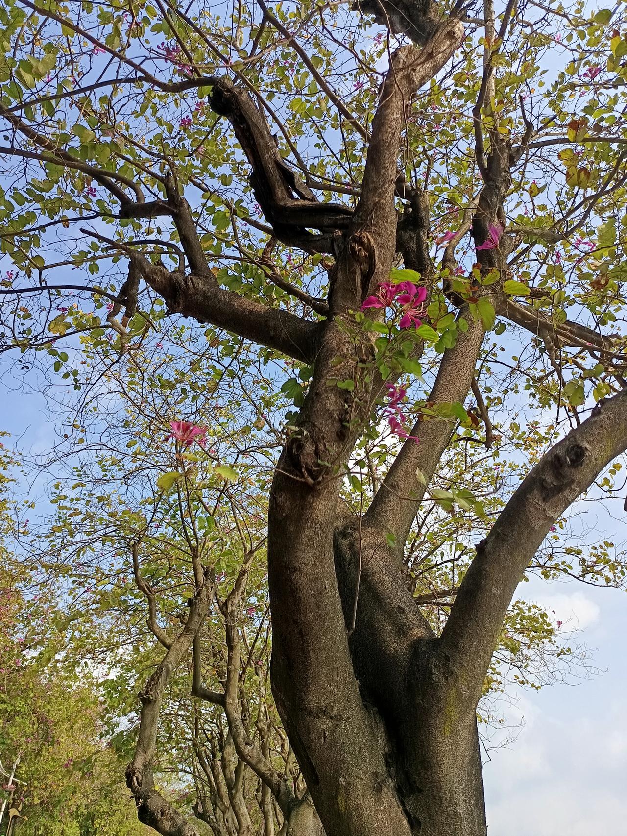 家人们谁懂啊？
过年假期已经过了一大半了
现在已经没有什么游客了。
这里是七星岩