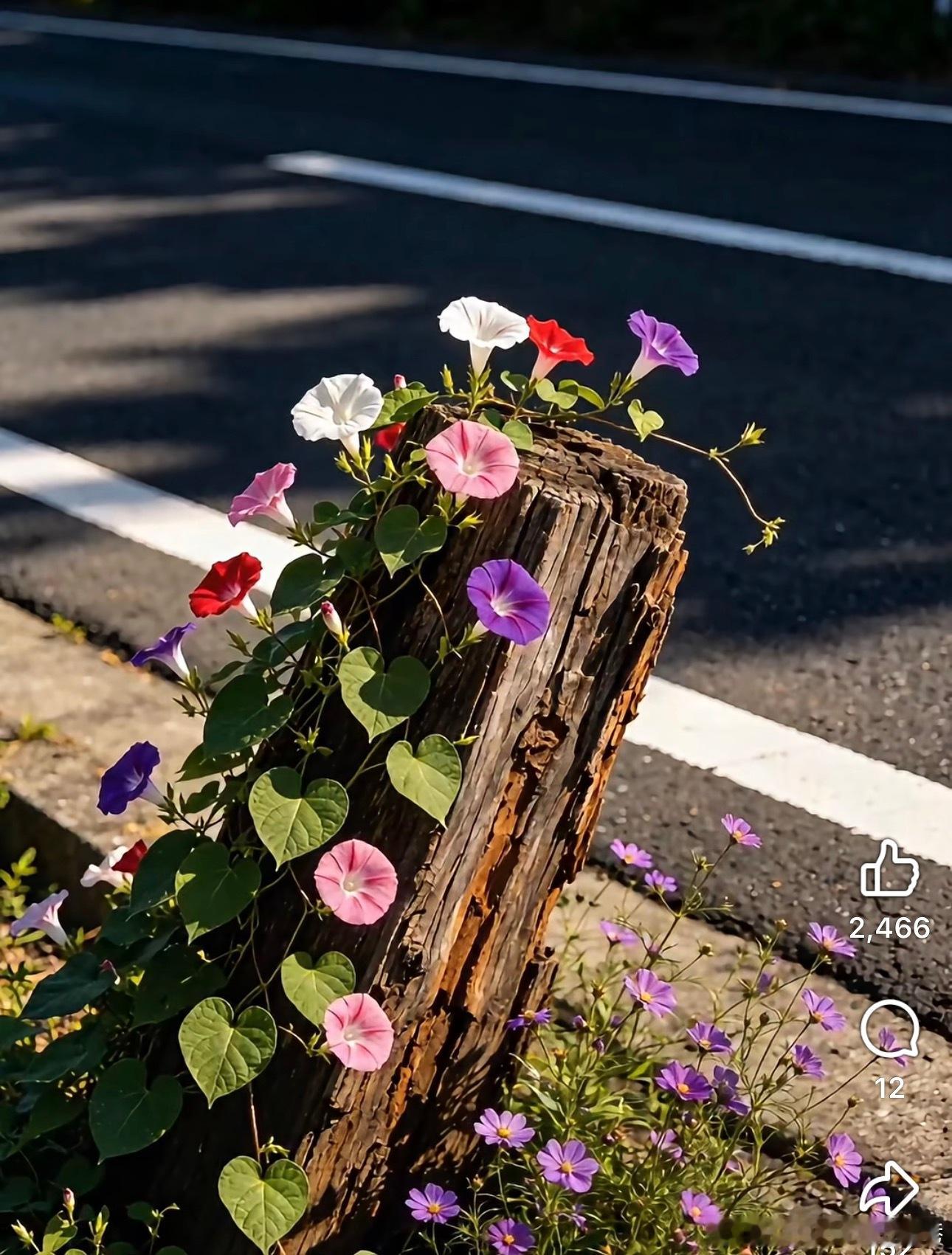 这是我童年的花 ​​​