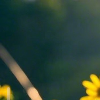 每日一善 每日一善 阳光信用 每一个生命都是美丽的，再小的花也不会拒绝。蓝天下便