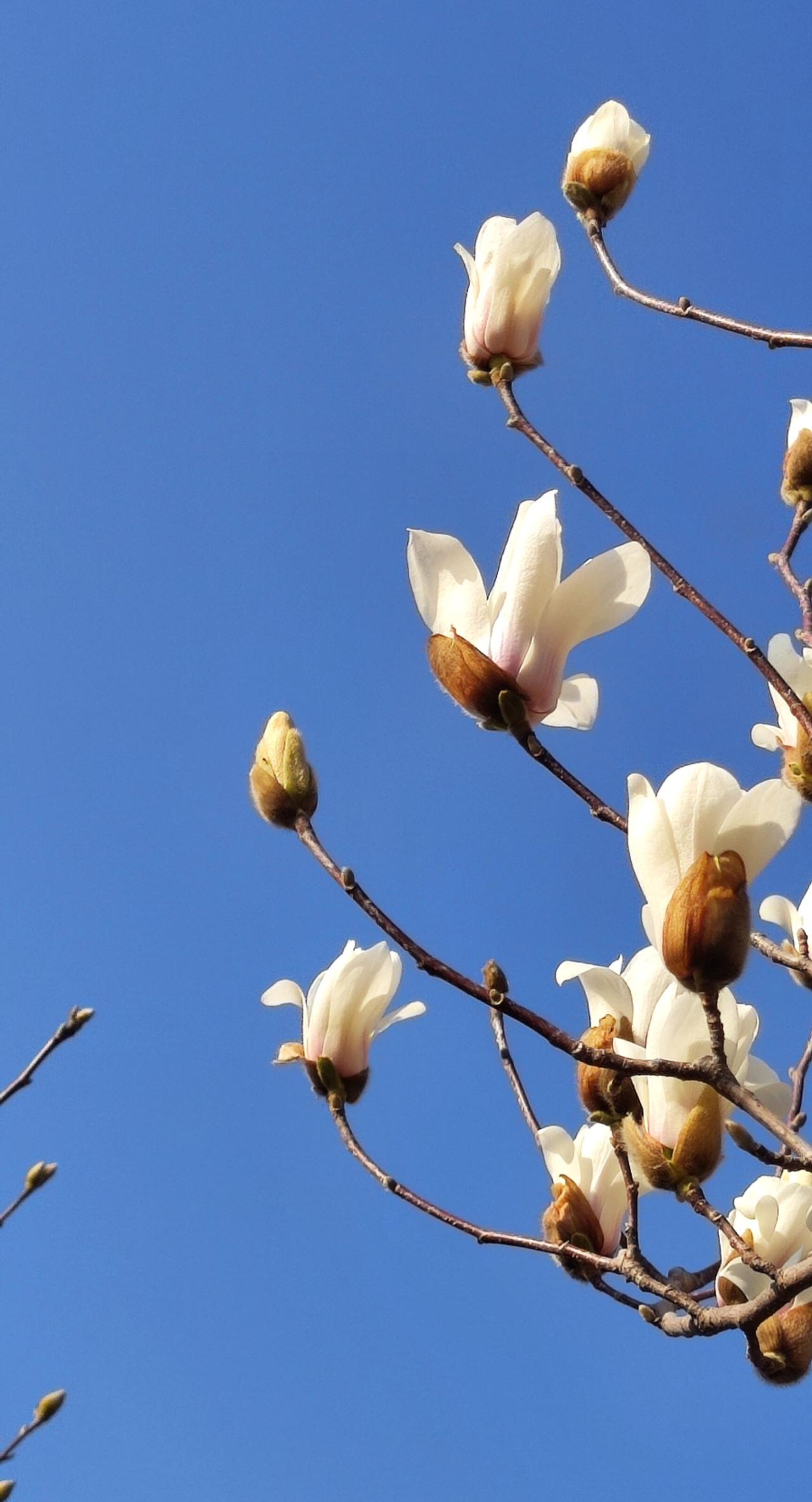 随手拍了一下春天 春天在树上开满了花 把春天装进音乐里 春天的温柔已长满枝头