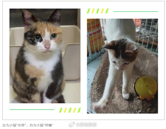 【#小伙弄丢免费领养的猫被要求赔2万#】5月12日，据上海法治报报道，2024年