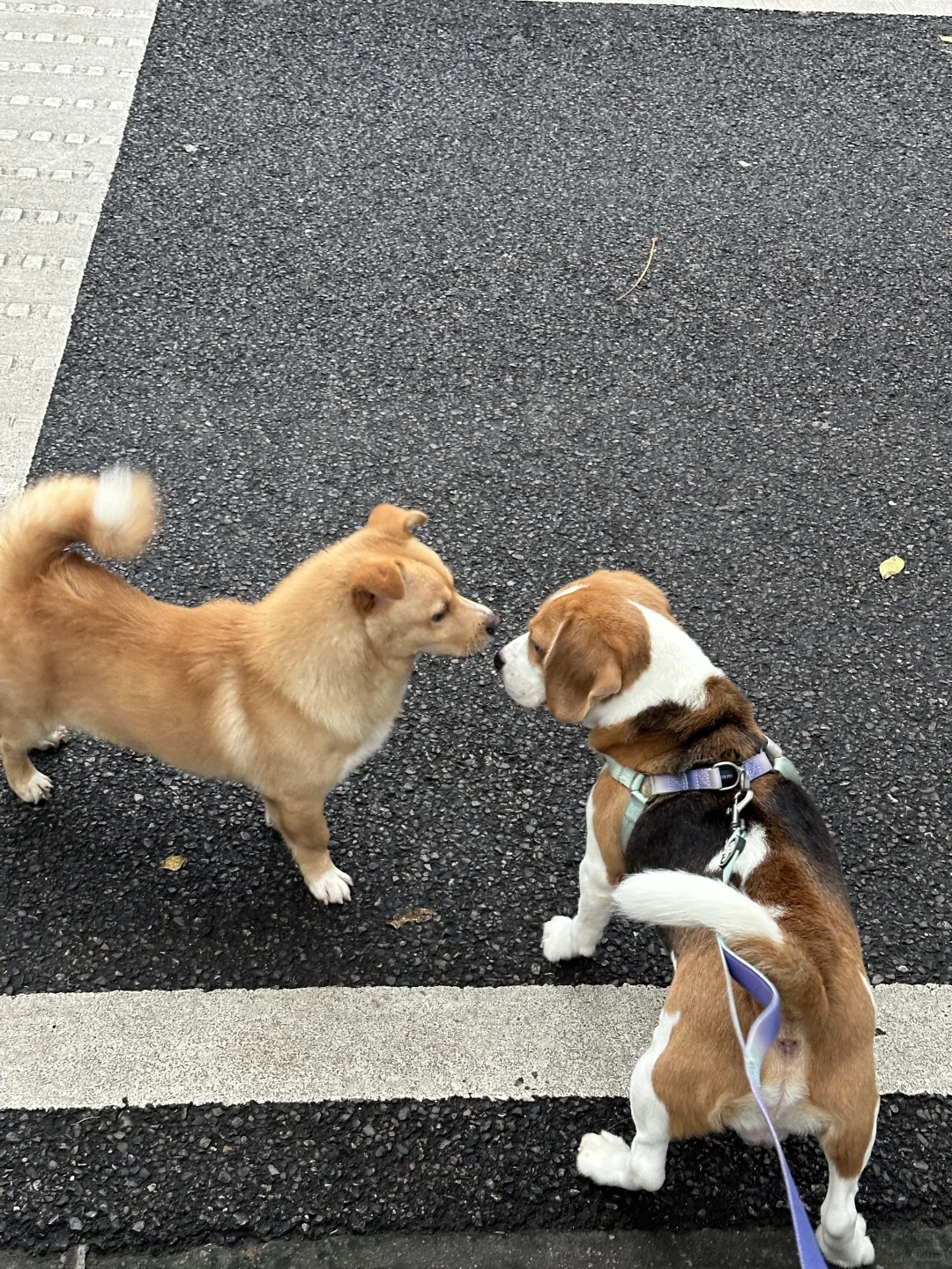 比哥出该