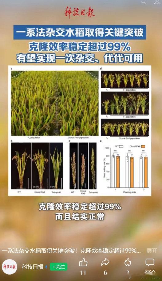 【我国杂交水稻重要突破：有望彻底改变每年制种模式，一次杂交代代可用】中国水稻研究