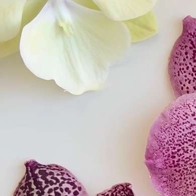 0000胡姬兰种植1. 土壤准备：胡姬兰喜疏松透气的环境，推荐使用水苔、树皮和珍