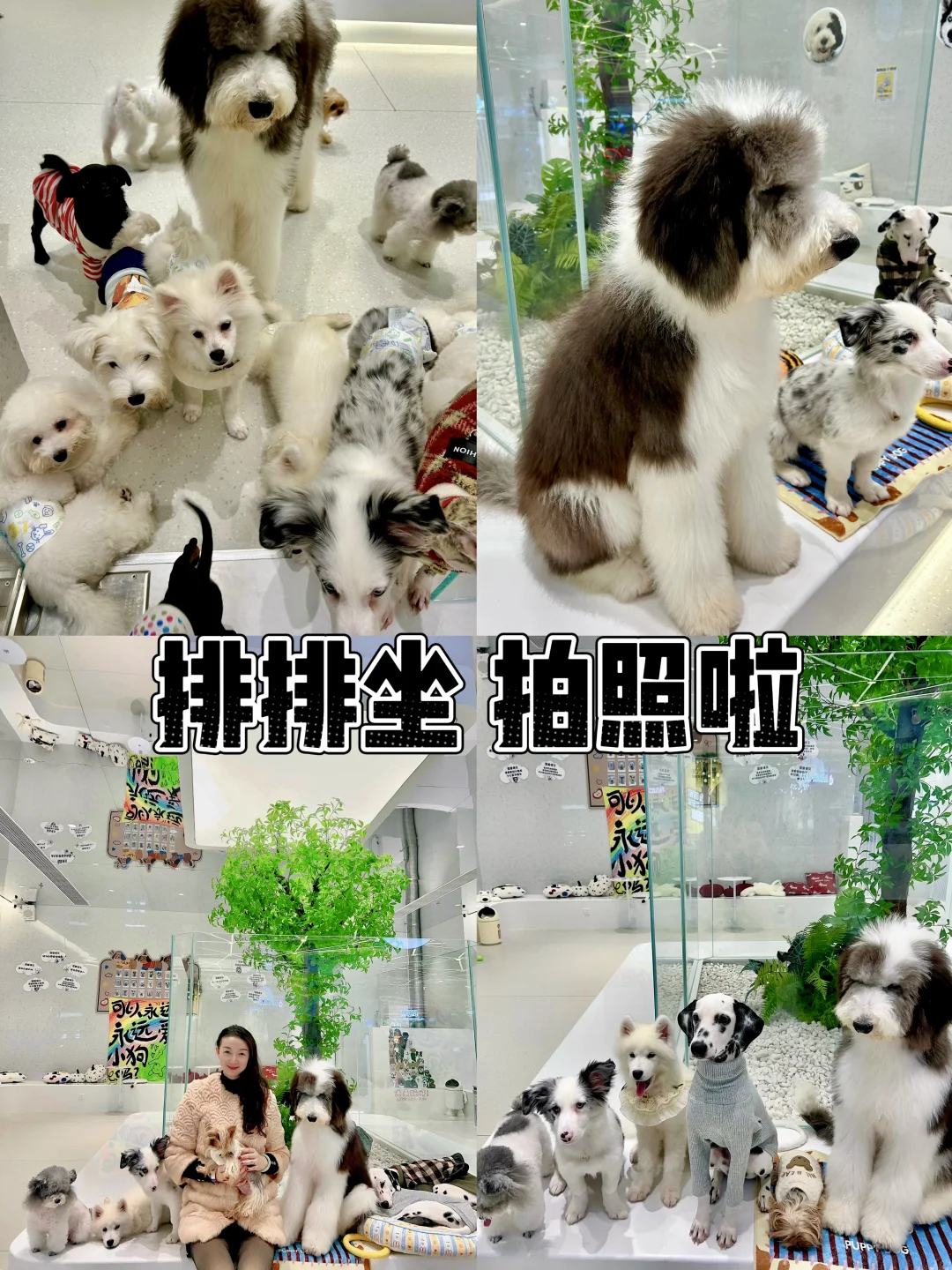 地铁直达的萌宠天堂！撸猫撸狗还送拍立得📷