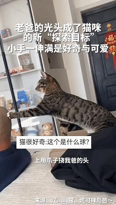 笑不活了！近日辽宁大连，女子的父亲感觉每天起床打理发型太麻烦就剪了光头，没想到回