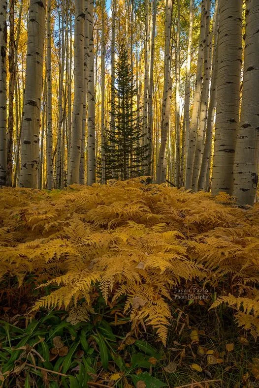 美图欣赏——自然的诗意时光