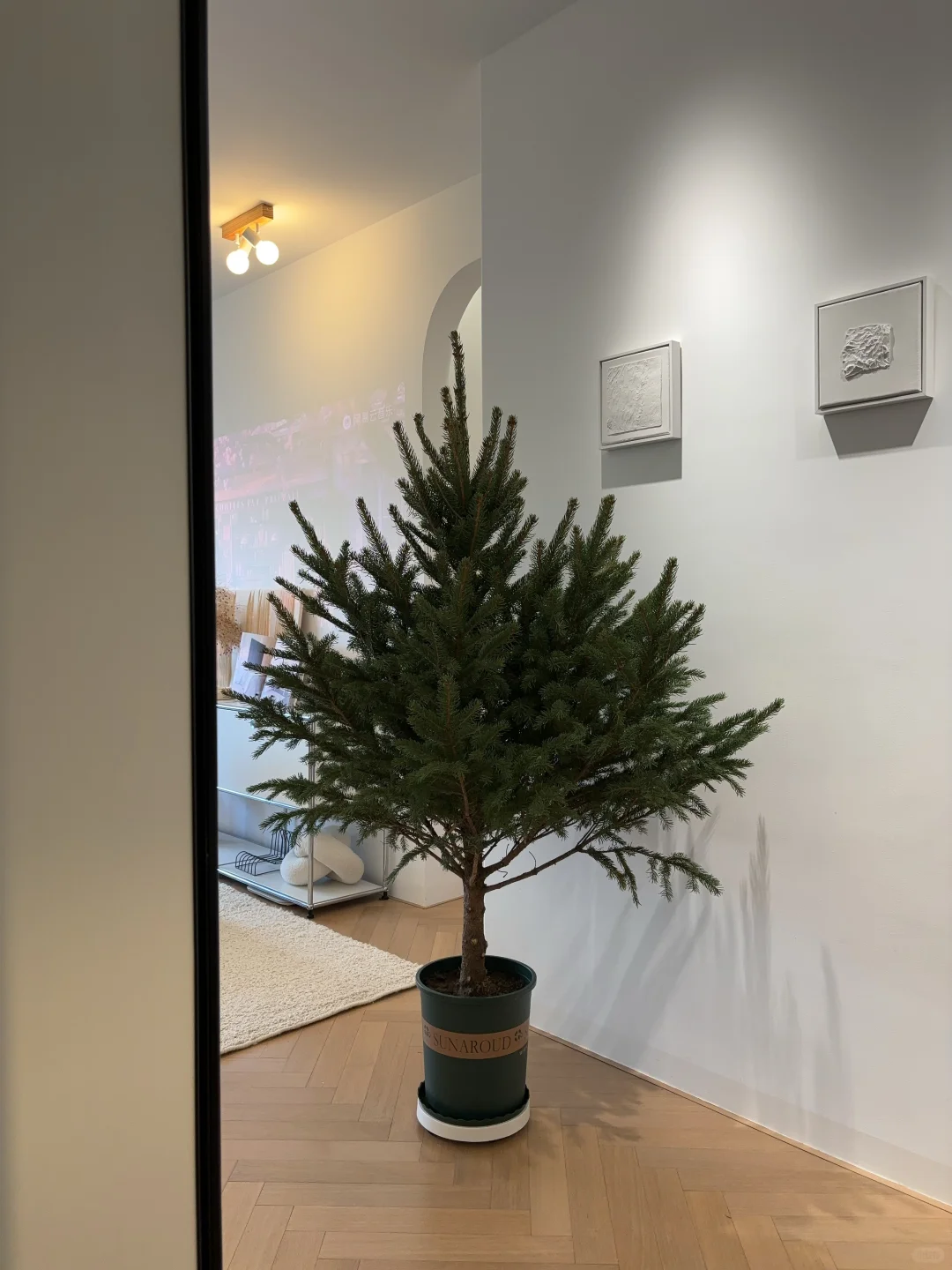 入冬🌲种一棵真圣诞树