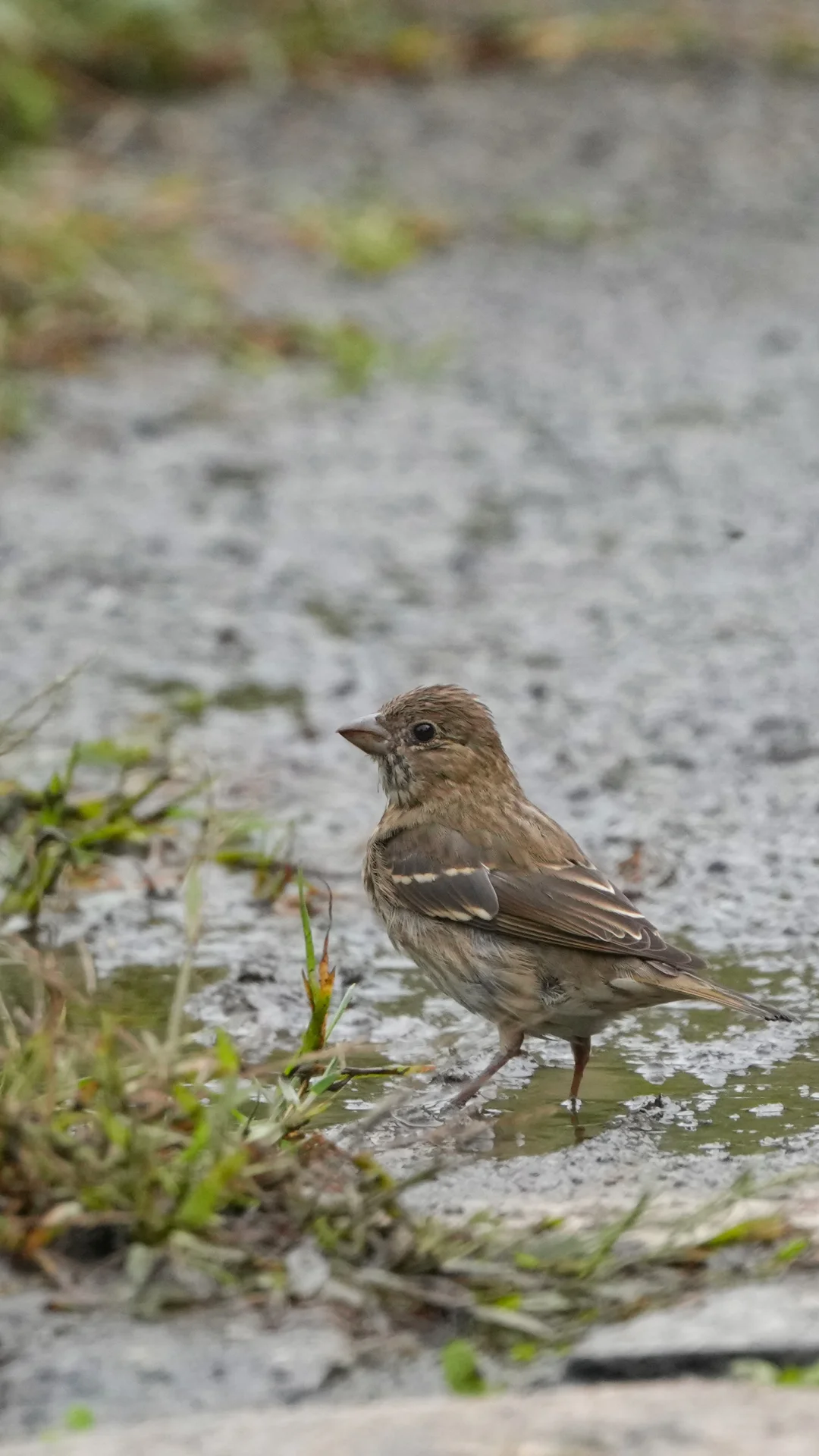 索尼260+1.4增距，非严谨测试！