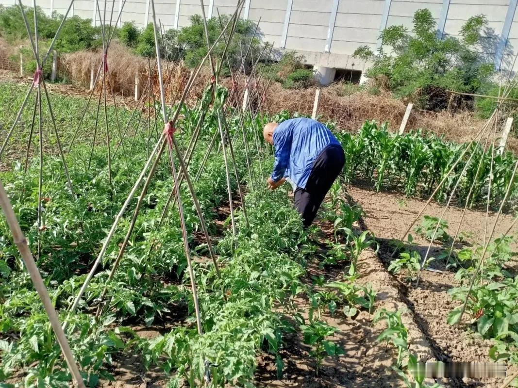 种   菜

     作者：余宏为

     刨土半寸深，
     菜籽扎