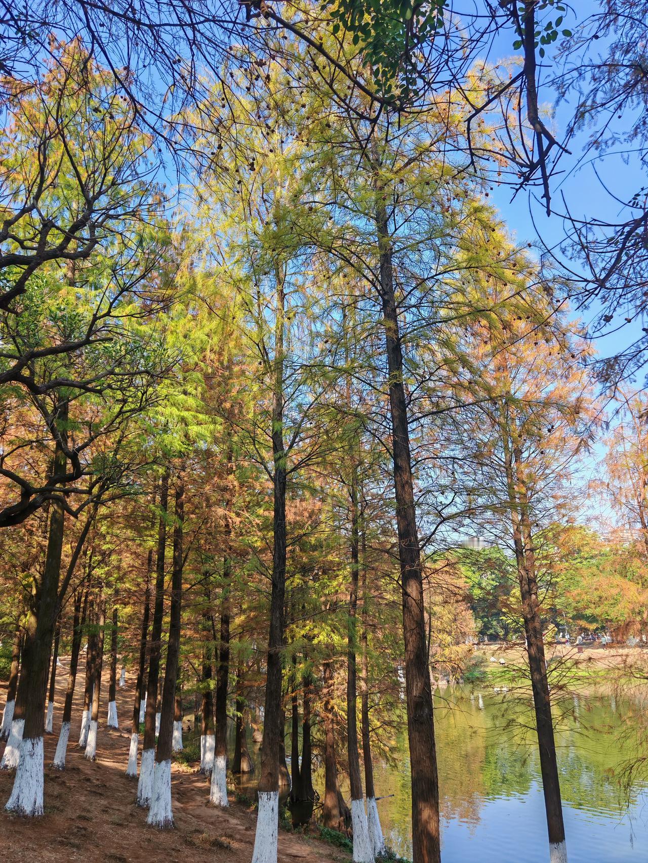 好兆头：小树成林 马到功成 



开年第一天，果然“普涨牛”。

这是好兆头。