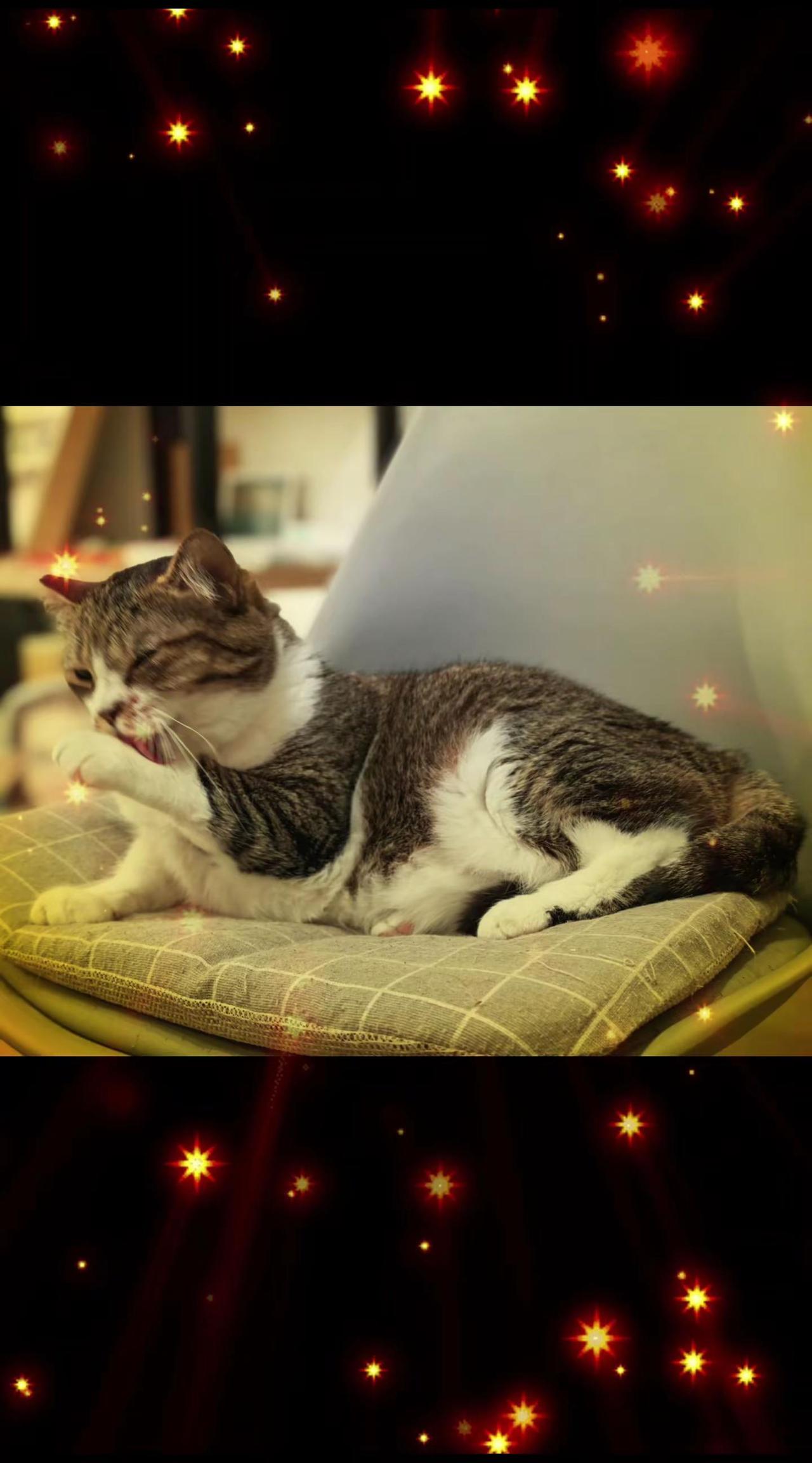 萌猫解压