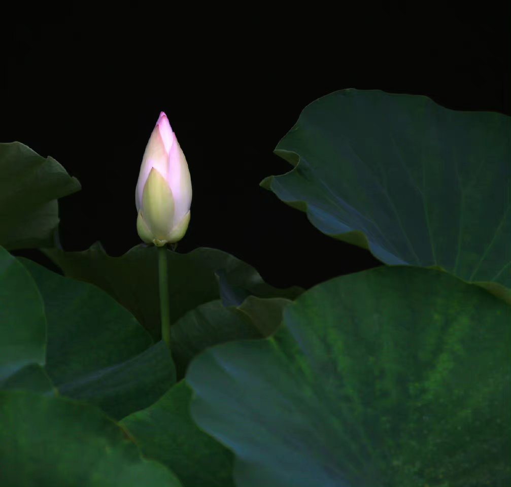 “今天飞花令｜主题【古、今】古诗词    ”                  