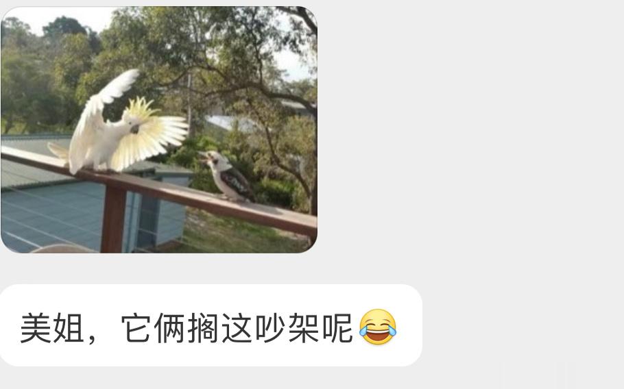 葵花鹦鹉和笑翠鸟澳洲二傻… ​​​