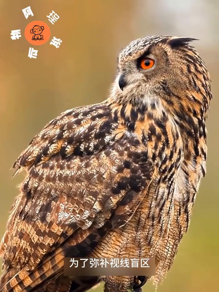 你知道吗？猫头鹰其实根本转不动眼珠，它们的眼球被牢牢固定在眼眶里，无法像人类那样