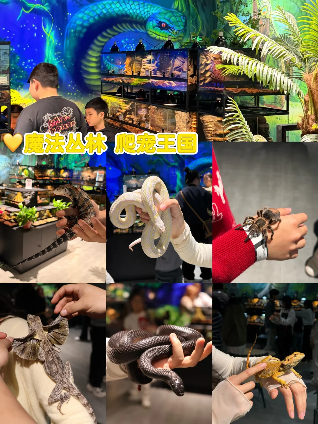 被拽去爬宠店玩！结果是我抱着蛇不想走了🐍