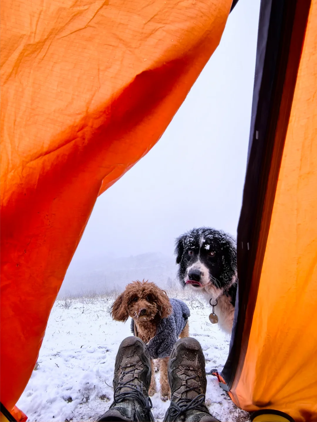东灵山空中花园露营⛺️雪真的下了啊