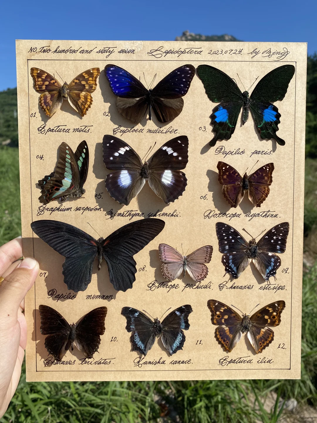 告诉我，你最喜欢里面哪只蝴蝶～