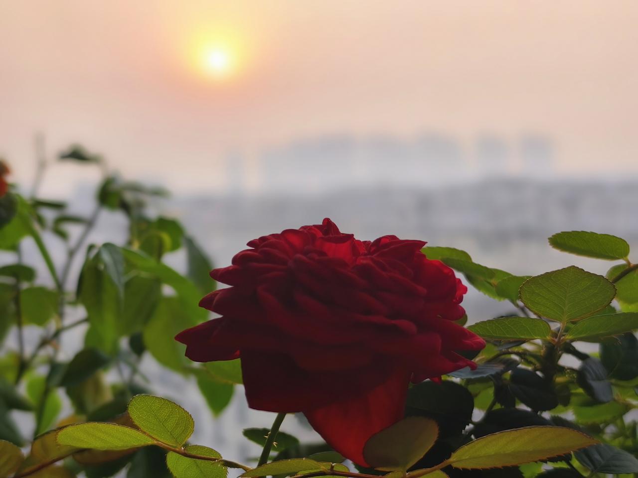 唯有此花开不厌，
一年长占四时春。
借用甄嬛娘娘的话，“做人如果只是如牡丹芍药，