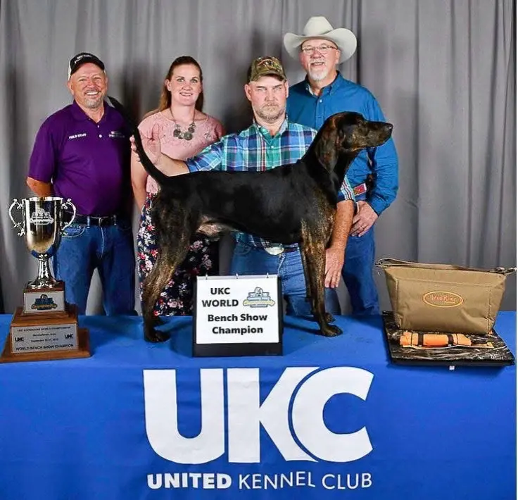 普罗特猎犬美国猎犬