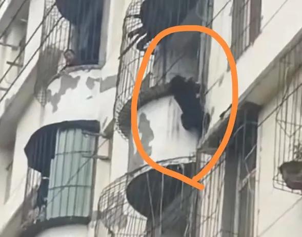 一头亚体小黑熊居然比猴子攀爬灵活，直接翻窗闯入高层住宅场面惊险！

这一幕确实惊