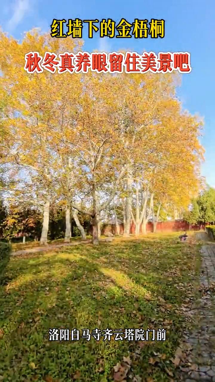 红墙下的金梧桐，秋冬真养眼，留住美景吧。
洛阳白马寺齐云塔院门前。