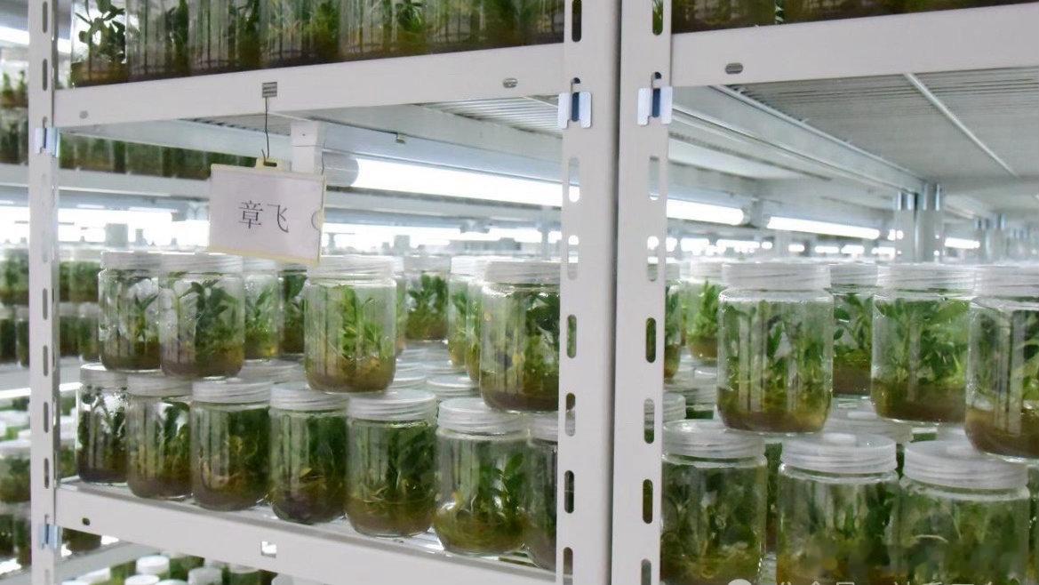 科技赋能台州这株仙草焕发新活力浙江天皇药业新建石斛组培车间生机盎然，依托智能设备