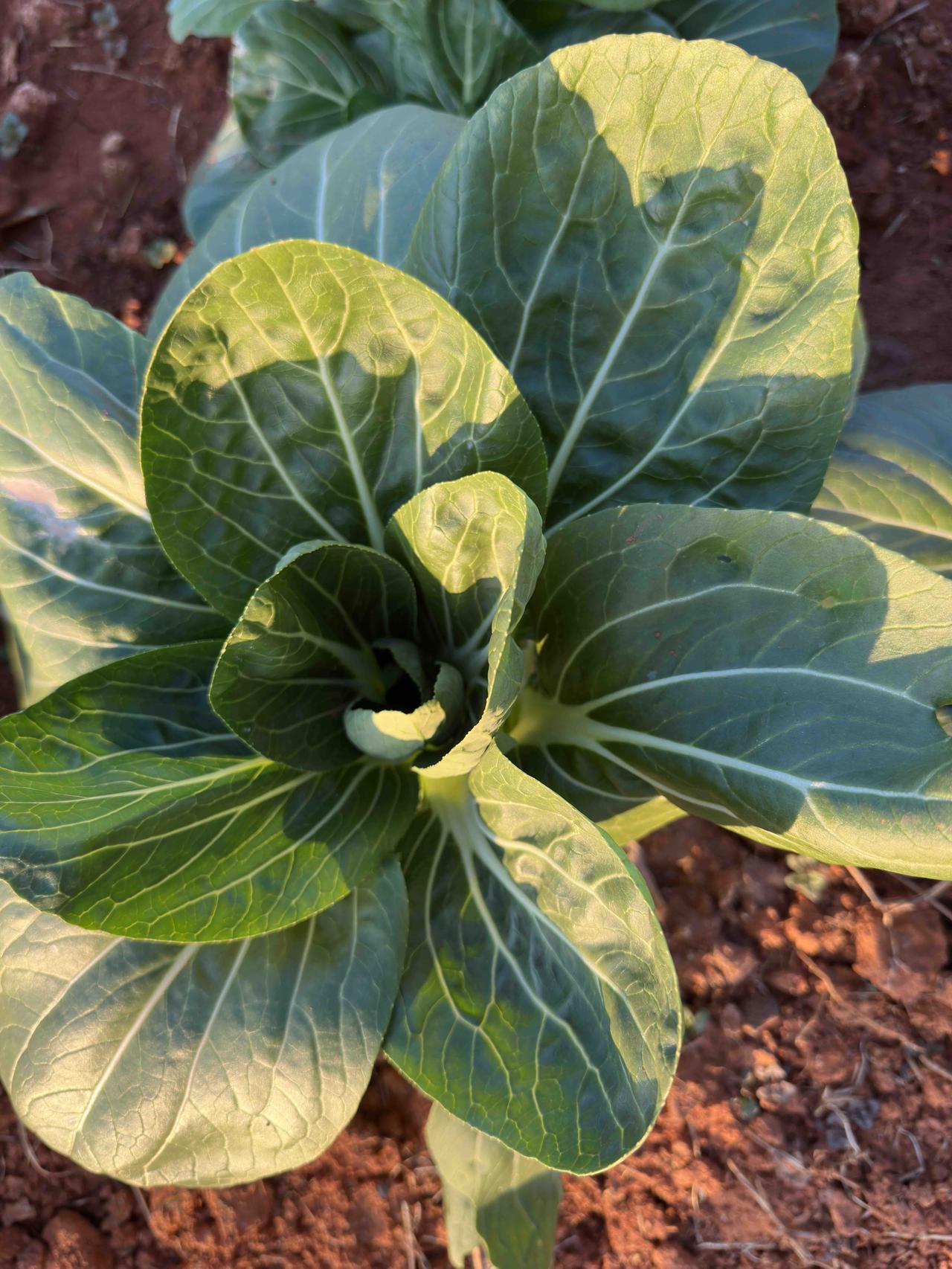 还有两天时间，二月份一到，就又要投入到照顾二老的日常中去了。

元月份休整的这一