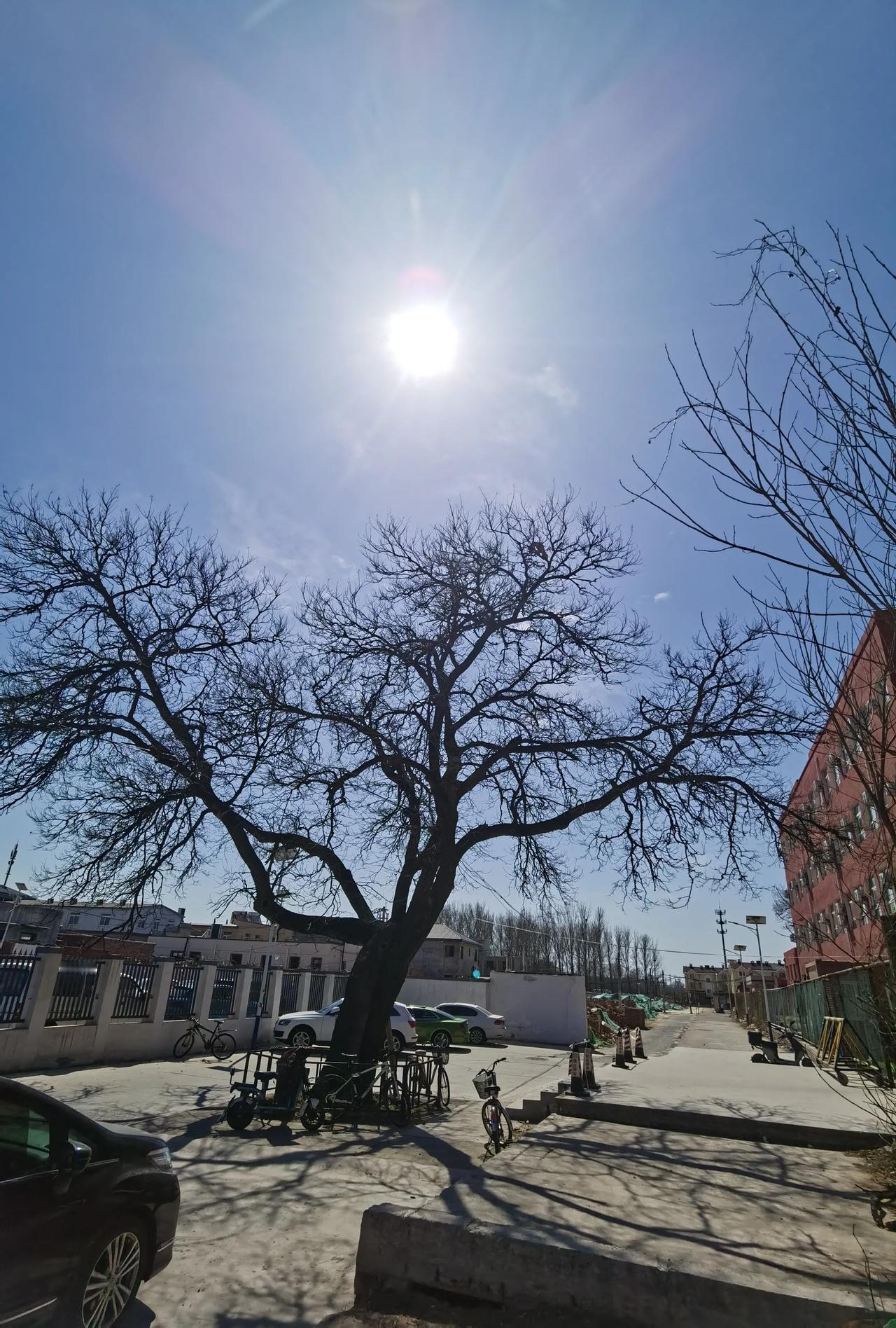 万能的网络，谁能告诉我，这棵大树的树身上两个管子是做什么用的？