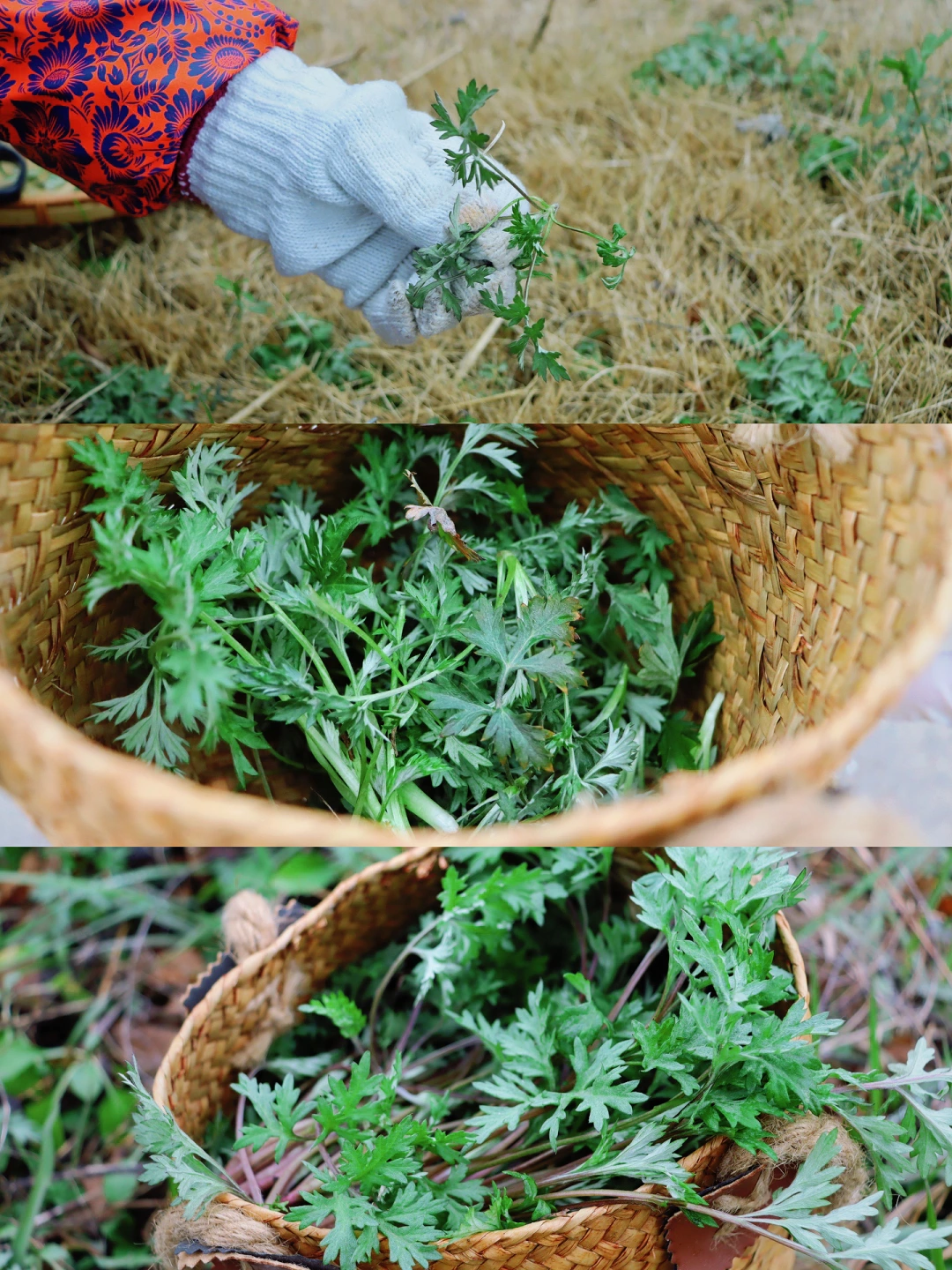 🌼 不挤景点！来这里躺平看花海挖野菜！