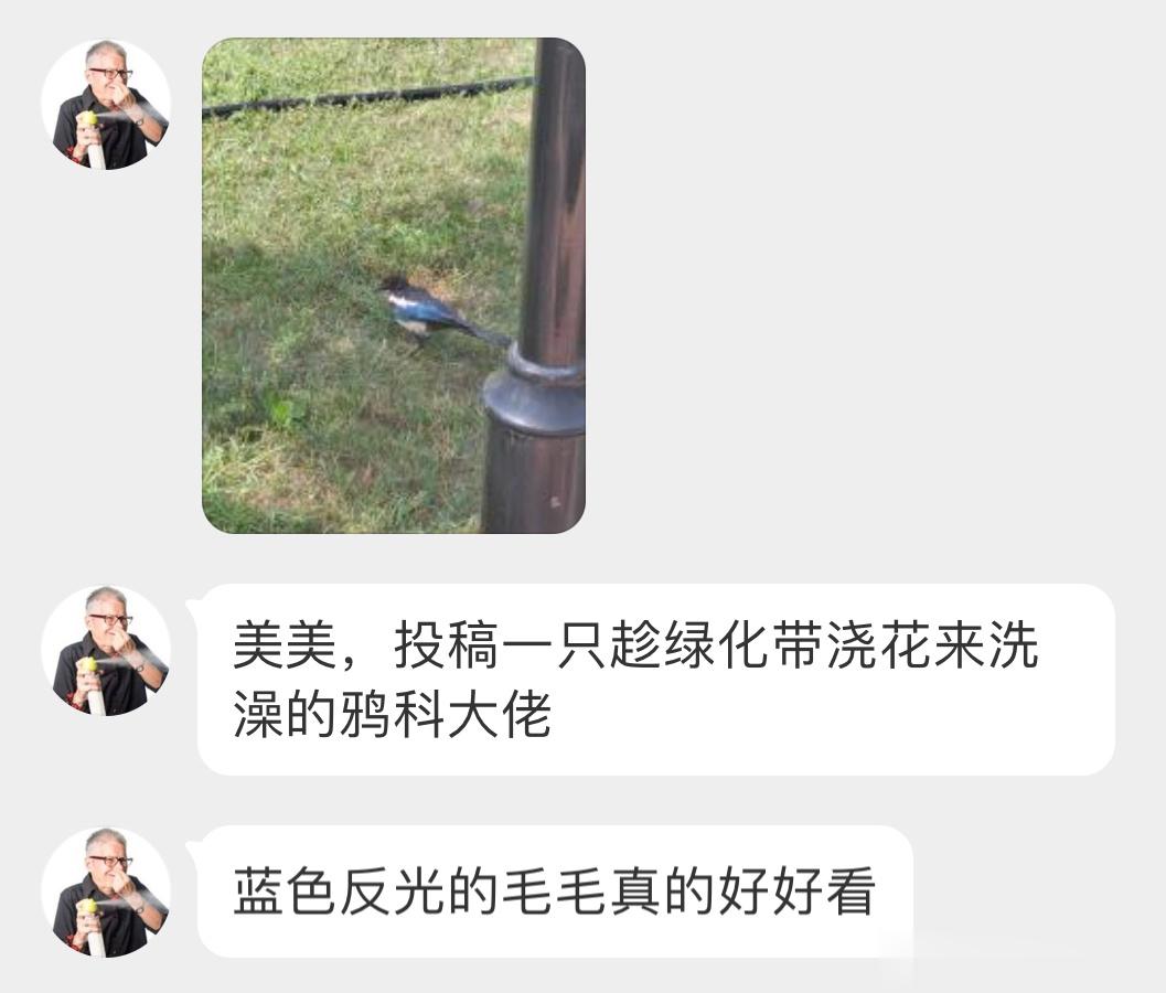 #鸟粉投稿# 在小水坑里洗澡澡的【喜鹊】五彩斑斓黑太好看了！ ​​​