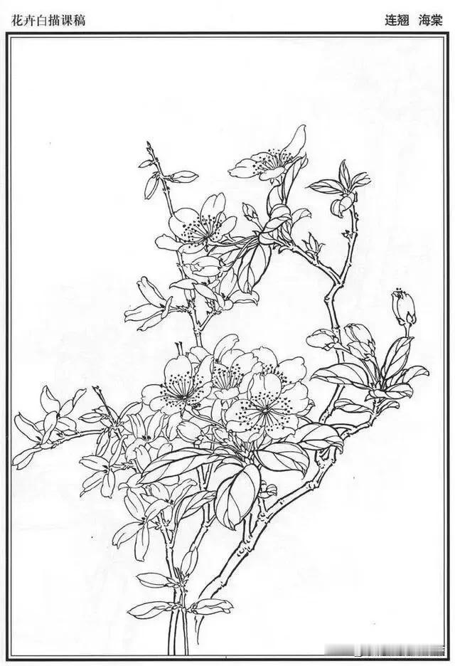 百花线稿图欣赏1