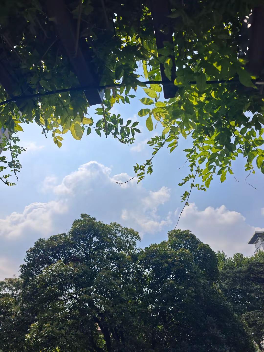 阳光穿过了树叶之间的缝隙 如果你也喜欢拍树不妨交换一张 如果你也喜欢抬头看树 抬