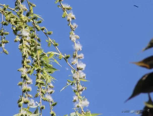 上联:春风摇绿柳;
下联:细雨绽红花。