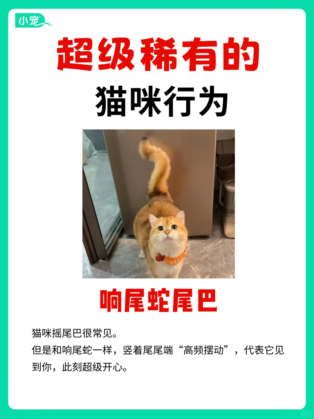 这些超级罕见的猫咪行为，你见过吗？