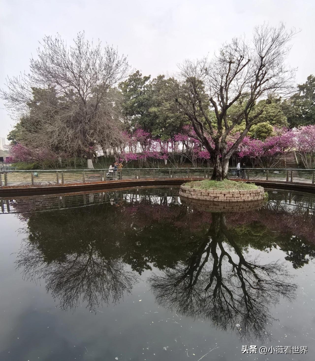 春天，新天地公园也迎来了它最美的时候。粉樱作幕，春风为妆，樱花树下站谁都美。
