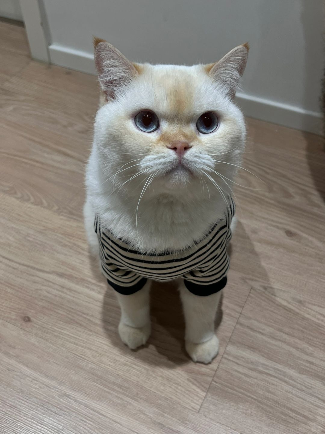 今日份懵懵小猫头，冬至快乐！ee们！