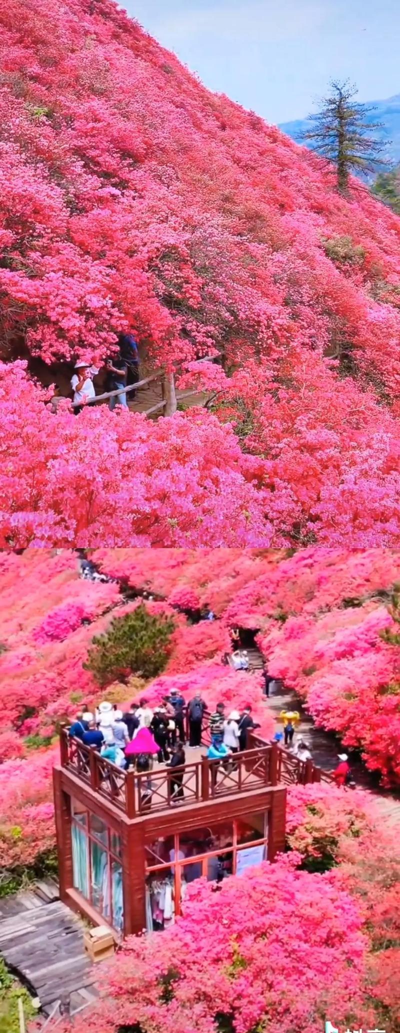 大别山三省七县联手打造“红色旅游城市联盟”，红安麻城将如何重新定义红色旅游？
你