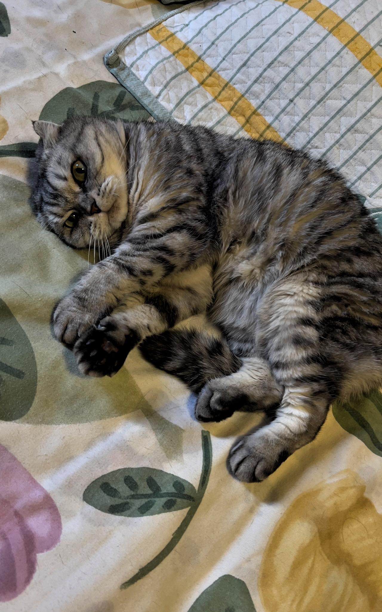 我太懂想撸猫的心情了！每次压力大或者无聊时，就特别想抱抱软乎乎的猫咪，感受它们毛