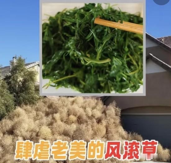 “1刮就疯跑、1燃就起火”‼️美国怕极的风滚草这边1口就搞定
风滚草肆虐美国，成