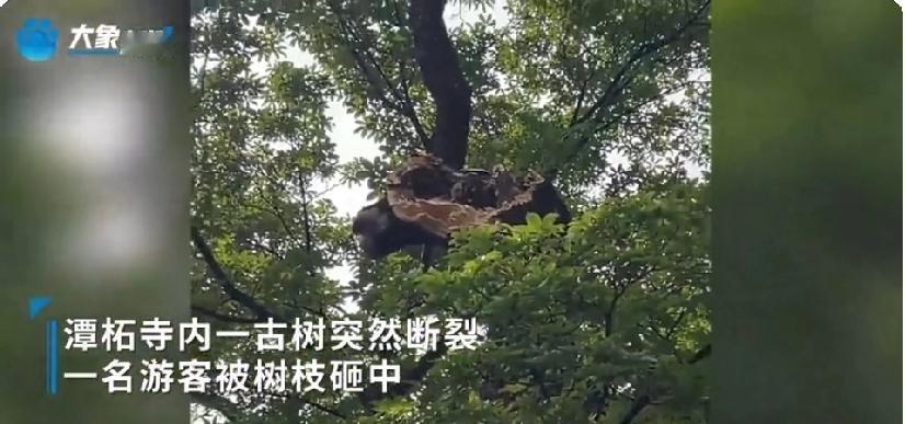 潭柘寺古树维修中“翻车”，游客被砸太惊魂
 
家人们，景区游玩得把“安全弦”绷紧