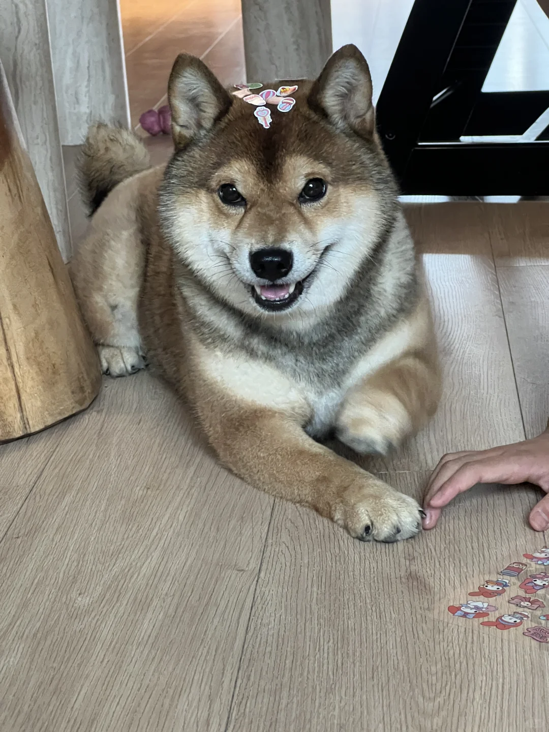 拽🐶：你什么身份？我什么身价？心里没点数？