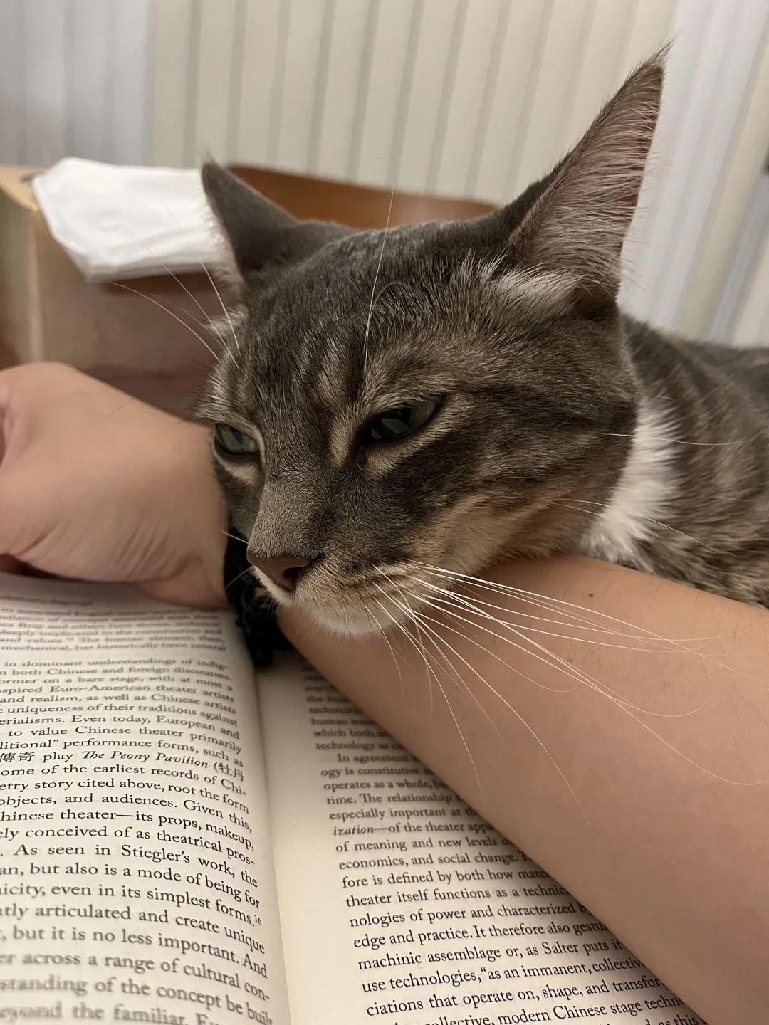 看书重要还是我小猫重要