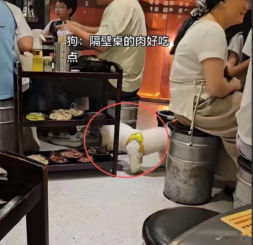 餐厅应禁狗！