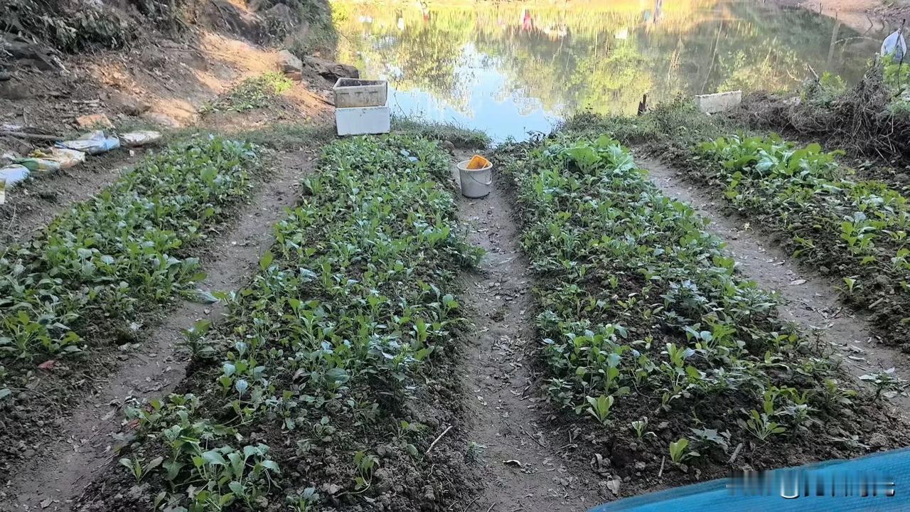 土地和种菜就是刻在国人骨子里的记忆，但凡有一点空地，不管多么的难，总能打理出来种