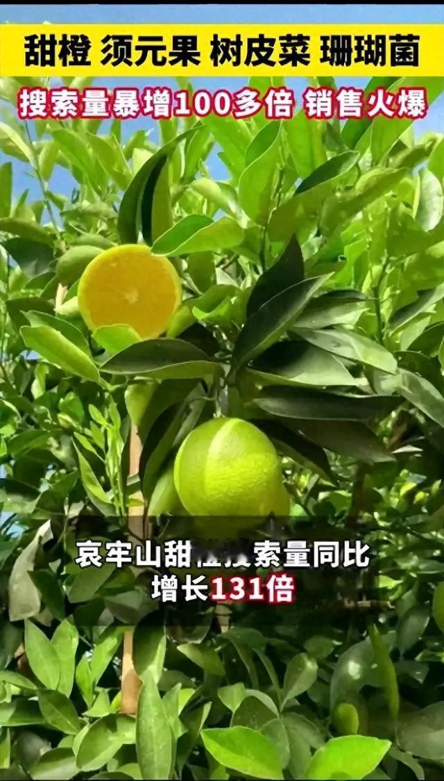 亲爱的朋友们，最近哀牢山可真是火得一塌糊涂呀！就因为一则探险短视频，让这个神秘的